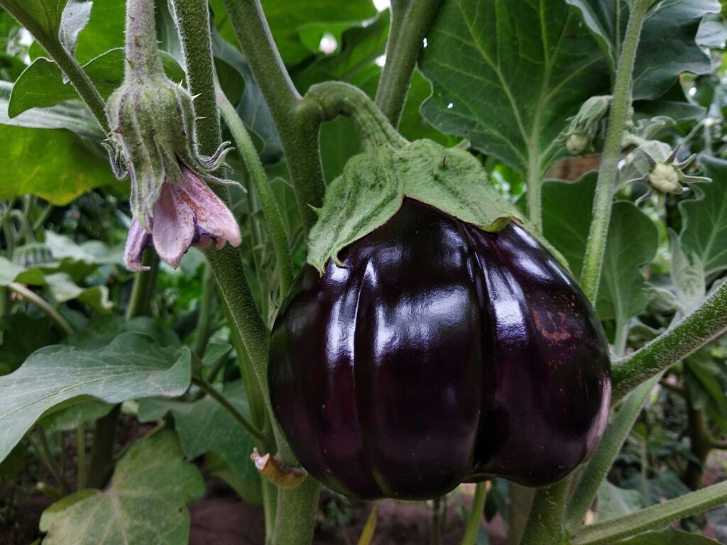 Aubergine mûre dans un jardin.